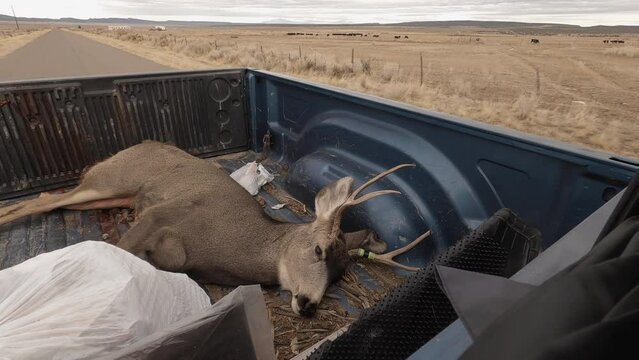 legal deer kill is transported in the truck bed on a road