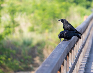欄干の2羽のカラス