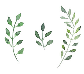 Watercolor sea life, seaweed, seashells, sea, ocean, summer, beautiful collection for design,isolated on white background