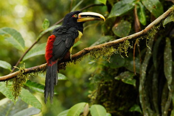 Pale-billed aracari (Pteroglossus erythropygius) perched on a moss-overgrown twig in the montane evergreen forest of northwestern Ecuador.