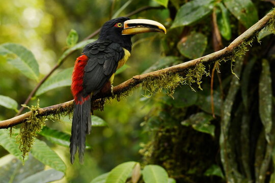 Pale-billed aracari (Pteroglossus erythropygius) perched on a moss-overgrown twig in the montane evergreen forest of northwestern Ecuador.