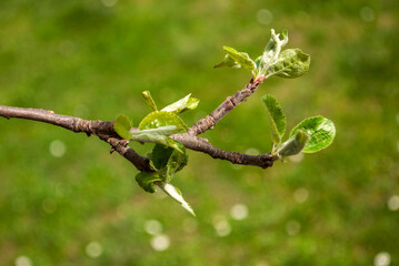 The first leaves of the apple tree in early spring. Green shoots on the branches of the apple trees on blurred background close-up