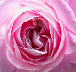 ピンクのバラのアップ