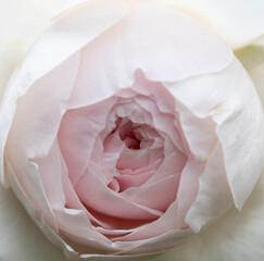 薄ピンクのバラのアップ