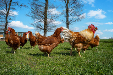 Freilaufende Hühner mit einem Hahn auf der Weide