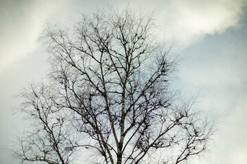 Tree without leaves against sky. Bare branches of plant.