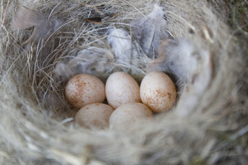 
It is an egg of Parus major  in the nest.