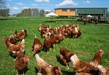 Freilaufende Hühner vor einem mobilen Hühnerstall © Countrypixel