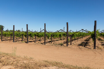 Fototapeta na wymiar Newly established vineyard in a desert area. These grapes will mainly be used as raisins 