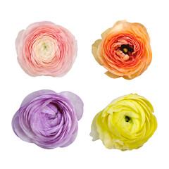 Macro photo set flower pink, yellow, orange, violet ranunculus on white isolated background.