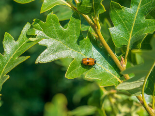 Fototapeta premium ladybug on green leaf