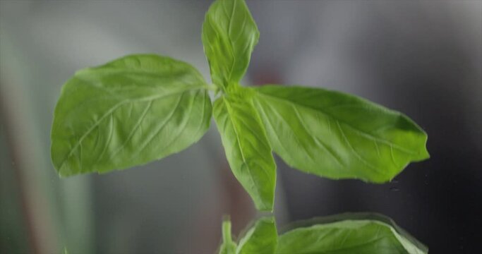 Basilic falls on glass in Slow motion 