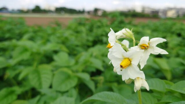 農家の家庭菜園。じゃがいも。後、１か月くらいで食べれるかな～って思うと、ちょっと楽しみな感じ。無事、成長しているので安心です。