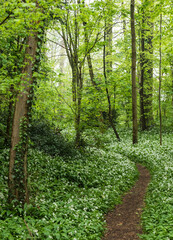 Fototapeta premium View from above of a field of allium ursinum, broad-leaved garlic in the woods