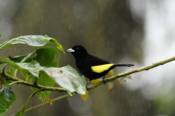 Male Lemon-rumped Tanager (Ramphocelus flammigerus icteronotus) perched on a twig in the rain of the Ecuadorian cloud forest