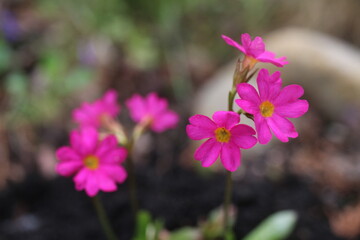pierwiosnek różowy Gigas Primula rosea