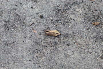 hermit crab on the beach