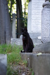 Chat noir au milieu des pierres tombales