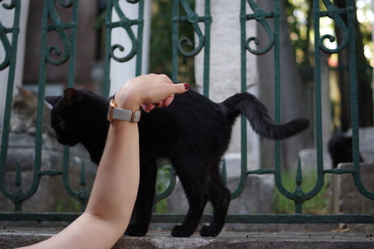 Chat noir dans les rues d'Istanbul