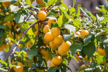 Many apricot fruits on a tree in the garden on a bright summer day. Organic fruits. Healthy food. Ripe apricots.