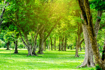 Morning sunlight on tree in the garden for background.