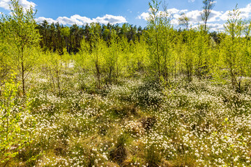 Long Swamp Dlugie Bagno wetland floodplain with late spring reach and saturated greenery with mixed thicket of Kampinos Forest in Palmiry near Warsaw in Mazovia region of central Poland