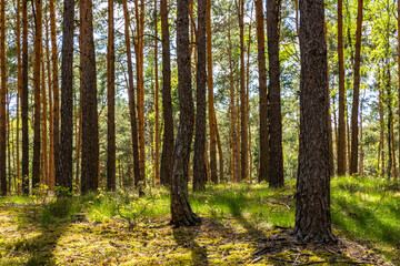 Fototapeta na wymiar Spring wood landscape with fresh undergrowth within wetlands in mixed thicket of Kampinos Forest in Palmiry near Warsaw in Mazovia region of central Poland