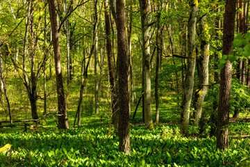 Obraz premium Spring wood landscape with fresh undergrowth within wetlands in mixed thicket of Kampinos Forest in Palmiry near Warsaw in Mazovia region of central Poland