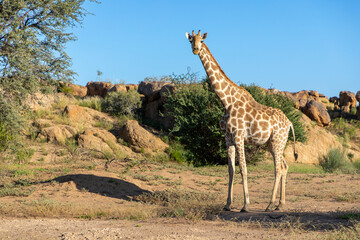 Obraz premium Giraffe in the Kalahari desert area of South Africa. 