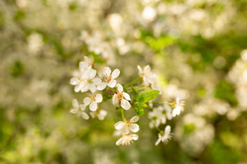 spring cherry blossoms. background texture with selective focus. wallpaper with nature
