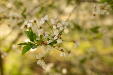 spring cherry blossoms. background texture with selective focus. wallpaper with nature