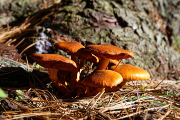 Mushrooms have grown through the leaf litter at the base of a tree