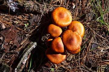 A group of mushrooms growing through pine needles