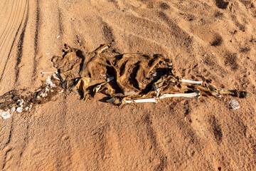 Skeleton and skin with fur remains of a dead antelope. the remains is in dry sand. 
