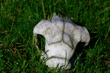 A skull sits on the grass in a paddock