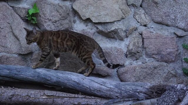 Gato tigre de Bengal caminando 