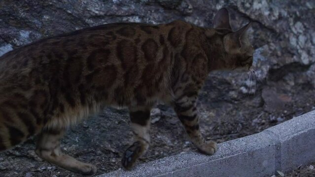 gato tigre de bengal caminando 