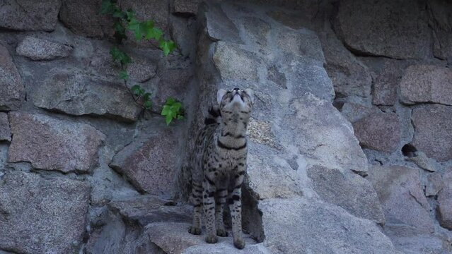 Gato Savannah jugando 