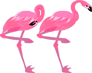 ２羽のフラミンゴが横並びになって立っている