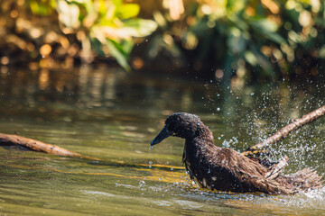 he The duck swims in the middle of a canal with joy.swims in the middle of a canal with joy.
