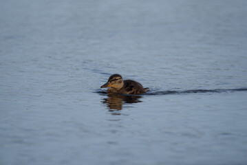 YOUNG DUCK - Wild bird swims on the pond
