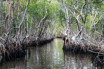 Natürlicher Kanal in den Mangroven der Florida Everglades