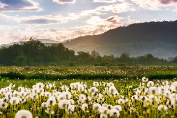 countryside rural landscape in spring. fluffy dandelions on the field at foggy sunrise. forested rolling hills in morning light beneath a cloudy sky