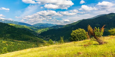 mountainous countryside landscape in summer. forested hill and grassy meadows on a warm sunny day. village in the distant valley beneath a sky with fluffy clouds. transcarpathian rural area