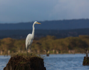 White heron on the stump in the water. Lake Naivasha. Kenya