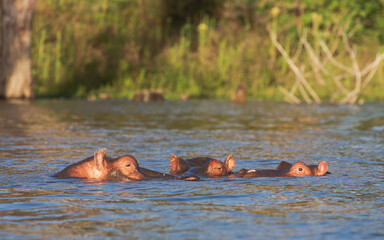 Fototapeta premium Three hippos in the water. Lake Naivasha. Kenya