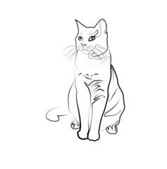 The cat sits and looks away in abstract hand drawn style, minimalist one line drawing