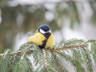 Cute bird Great tit, songbird sitting on the fir branch with snow in winter
