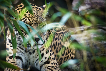Jaguar lying behind grass. spotted fur, camouflaged lurking. The big cat is a predator.