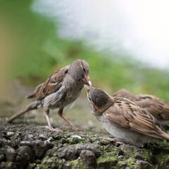 Zwei Vögel teilen sich ihr Futter